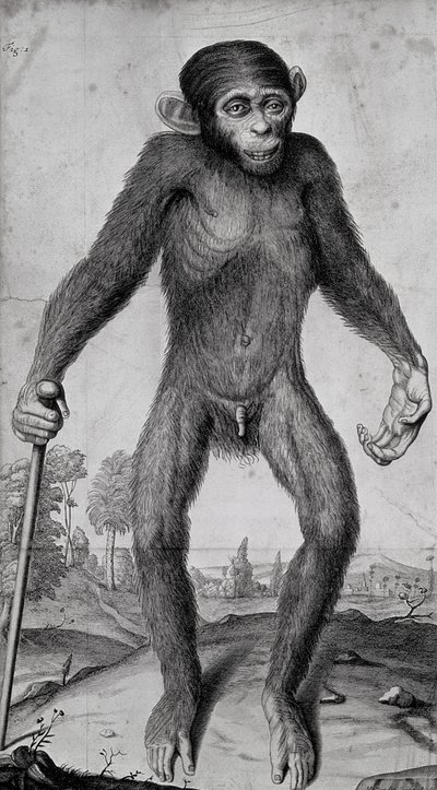Chimpansee, 1699 door Michael van der Gucht